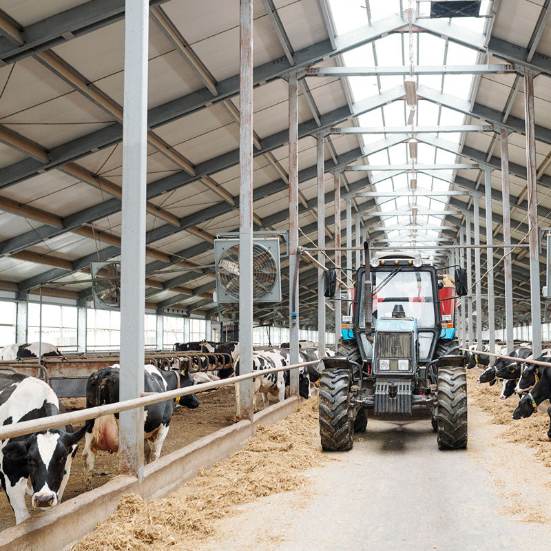 A tractor on a dairy farm with dairy cows in a barn.